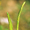 Ophioglossum lusitanicum