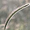 Hordeum bulbosum