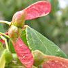 Acer obtusifolium