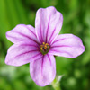 Erodium botrys