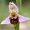 Ophrys apifera