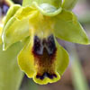 Ophrys lutea