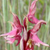 Orchis sancta