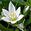 Ornithogalum umbellatum 