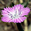 Dianthus strictus