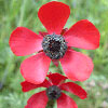 Turban Buttercup, Scarlet crowfoot 