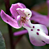 Anatolian Orchid 