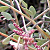 Atriplex halimus