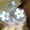 Myosotis refracta