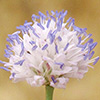 Jaffa Scabious 