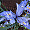 Histrio Iris 