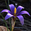 Phoenician Romulea 