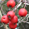 Crataegus monogyna