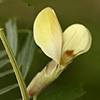 Vicia hybrida