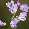 Vicia palaestina