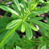 Galium aparine