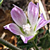 Malva nicaeensis