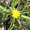 Centaurea procurrens