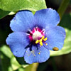 Anagallis arvensis