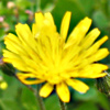 Crepis sancta