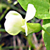 Lathyrus ochrus