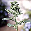 Chenopodium murale