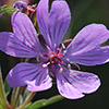 Geranium tuberosum