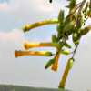 Nicotiana glauca