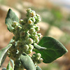 Chenopodium vulvaria