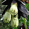 Cerinthe palaestina