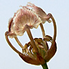 Nigella unguicularis