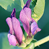 Vicia narbonensis