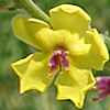 Verbascum sinuatum 