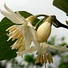 Styrax officinalis