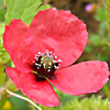 Papaver hybridum