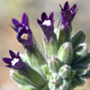 Anchusa undulata