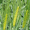 Hordeum vulgare