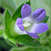 Campanula erinus