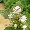 Lamium moschatum