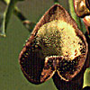 Aristolochia bottae