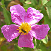 Soft-Hairy Rockrose 