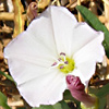 Convolvulus arvensis