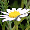 Anthemis melampodina