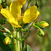 Hypericum hyssopifolium