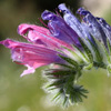 Echium angustifolium