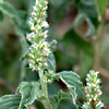 Amaranthus retroflexus