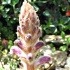 Orobanche pubescens