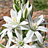 Ornithogalum narbonense