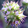 Valerianella discoidea