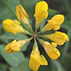 Coronilla rostrata